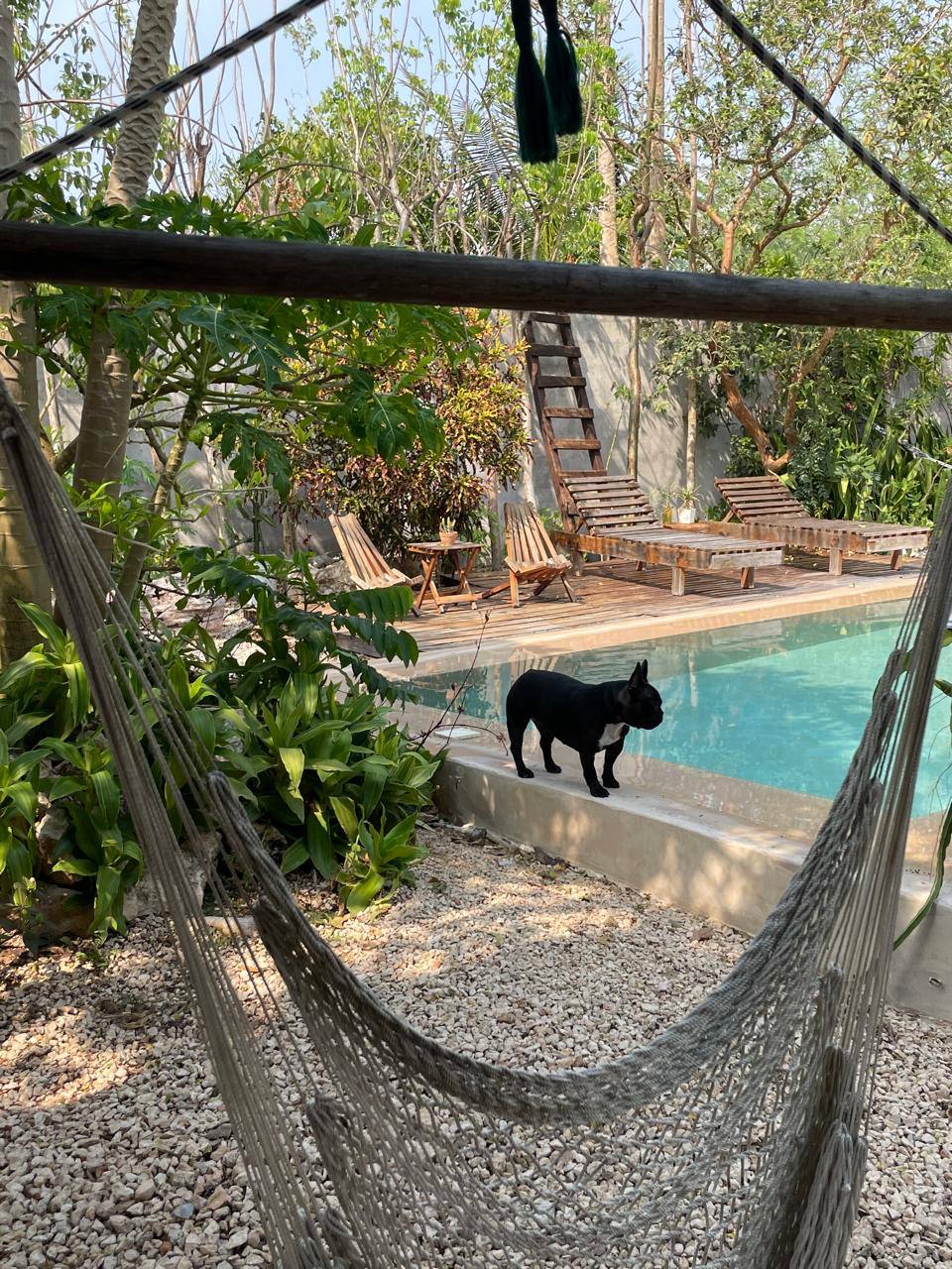 Un bulldog francés negro junto a una piscina con tumbonas y una hamaca en un jardín.