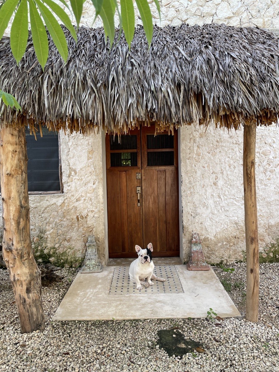 Un bulldog francés blanco y negro sentado en la entrada de una casa con techo de paja.