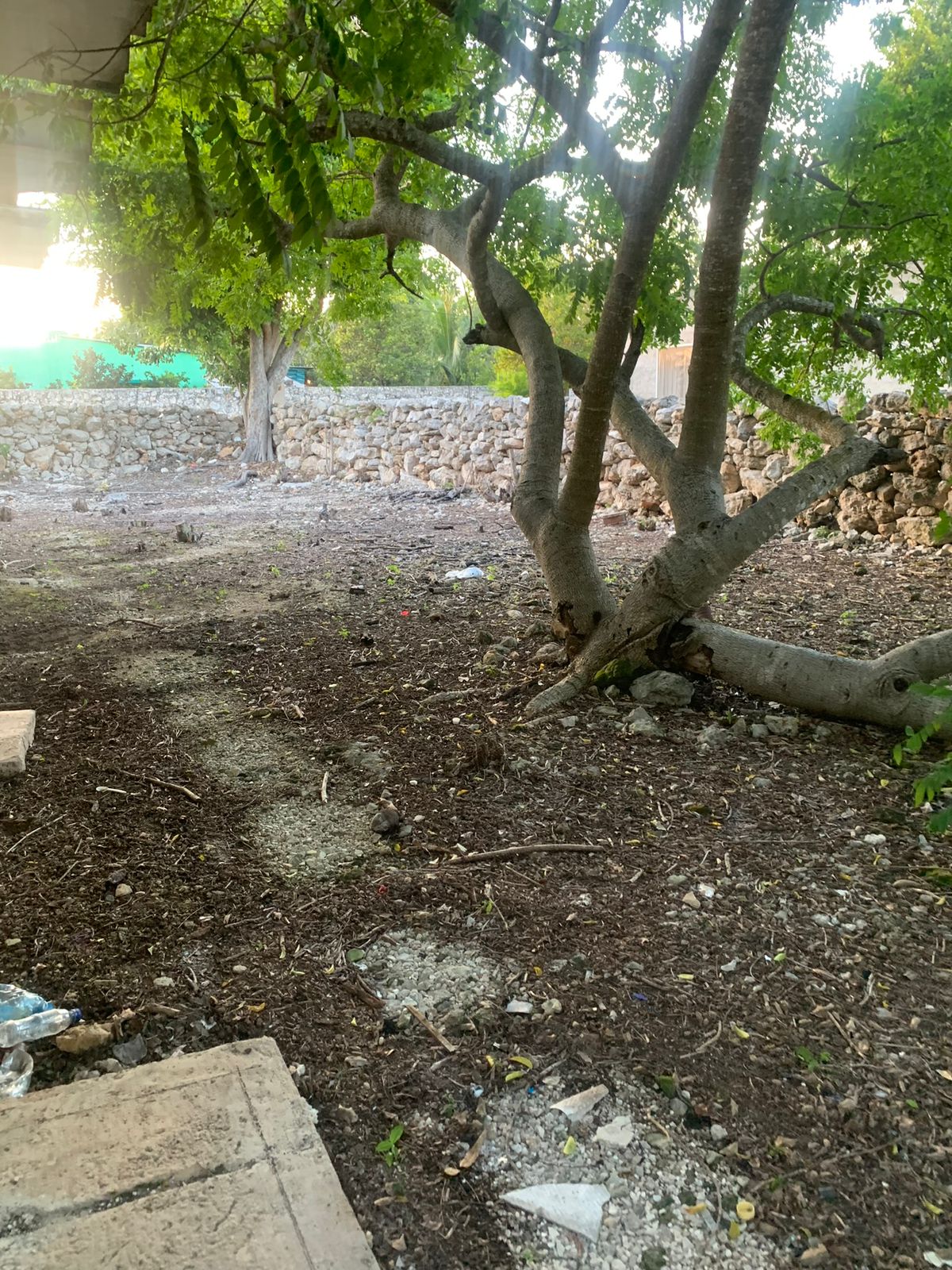 Terreno exterior con árboles, vegetación y un muro de piedra al fondo.