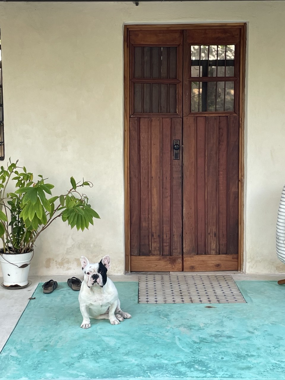 Un bulldog francés blanco y negro sentado frente a una puerta de madera doble.