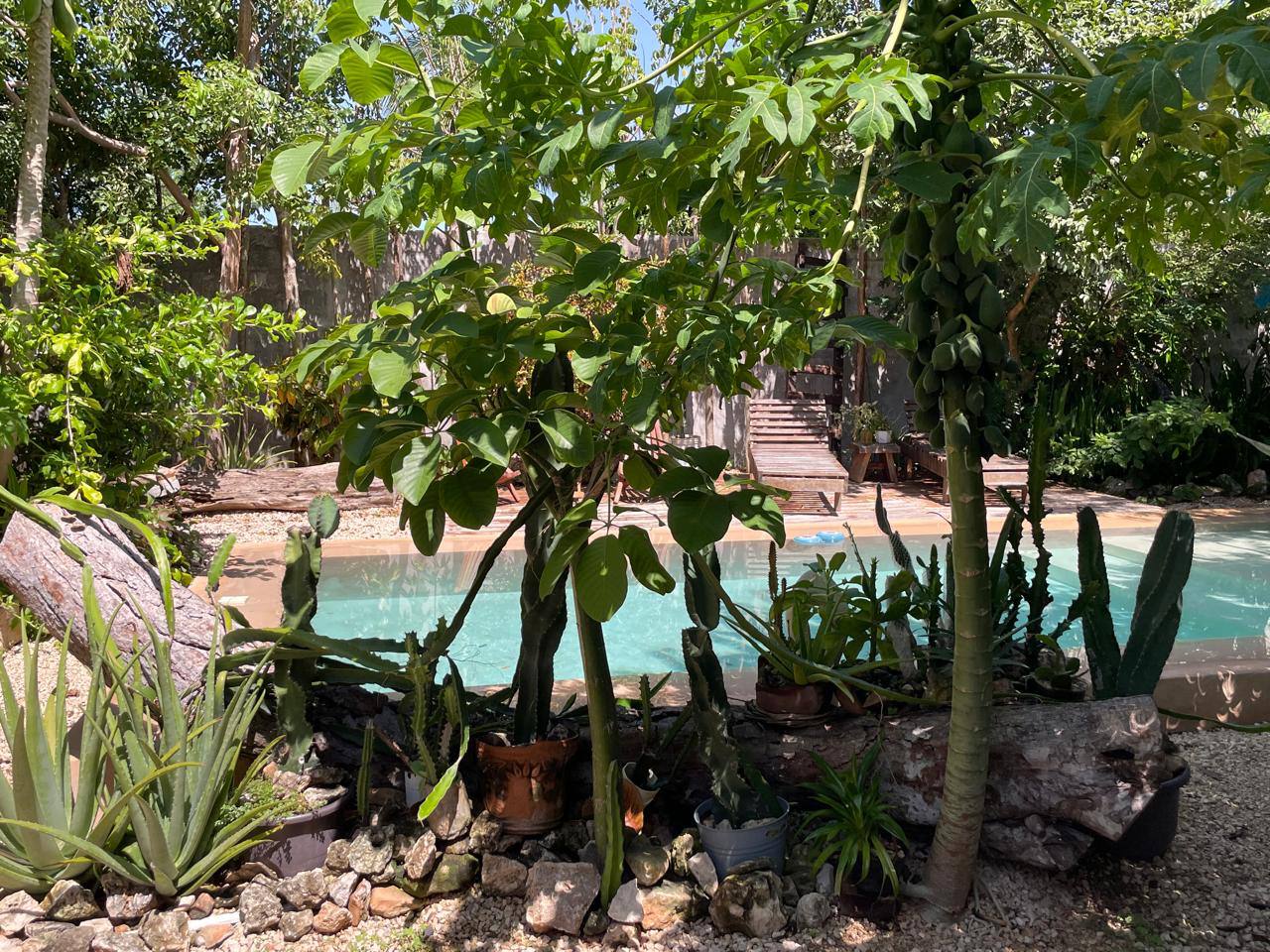Alberca rodeada de vegetación tropical, incluyendo cactus y árboles frondosos.