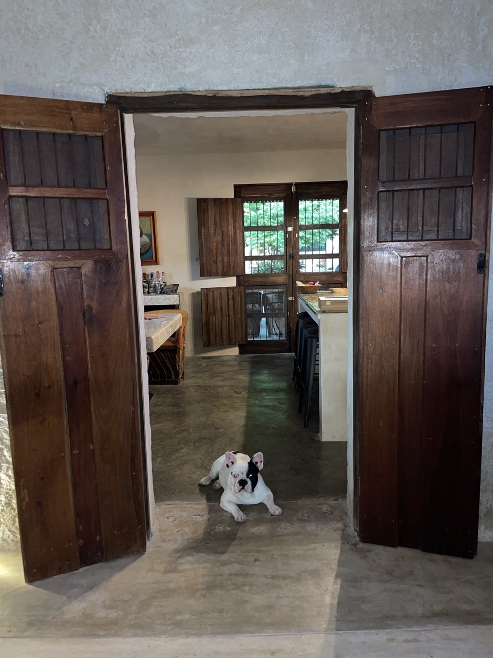 Un perro blanco y negro en el umbral de una cocina con ventanas de madera.